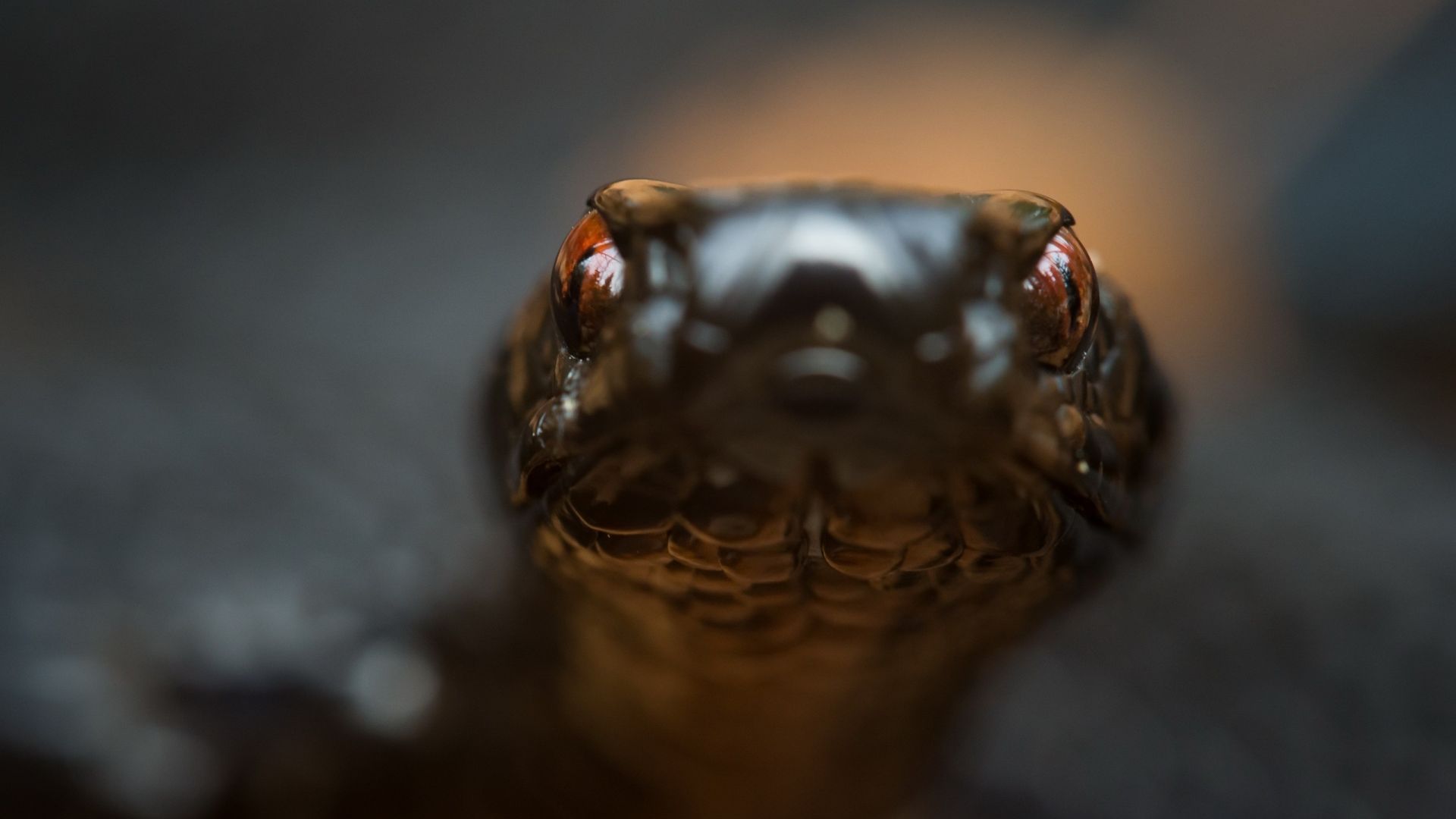 Wallpaper Snake muzzle, close up, reptile