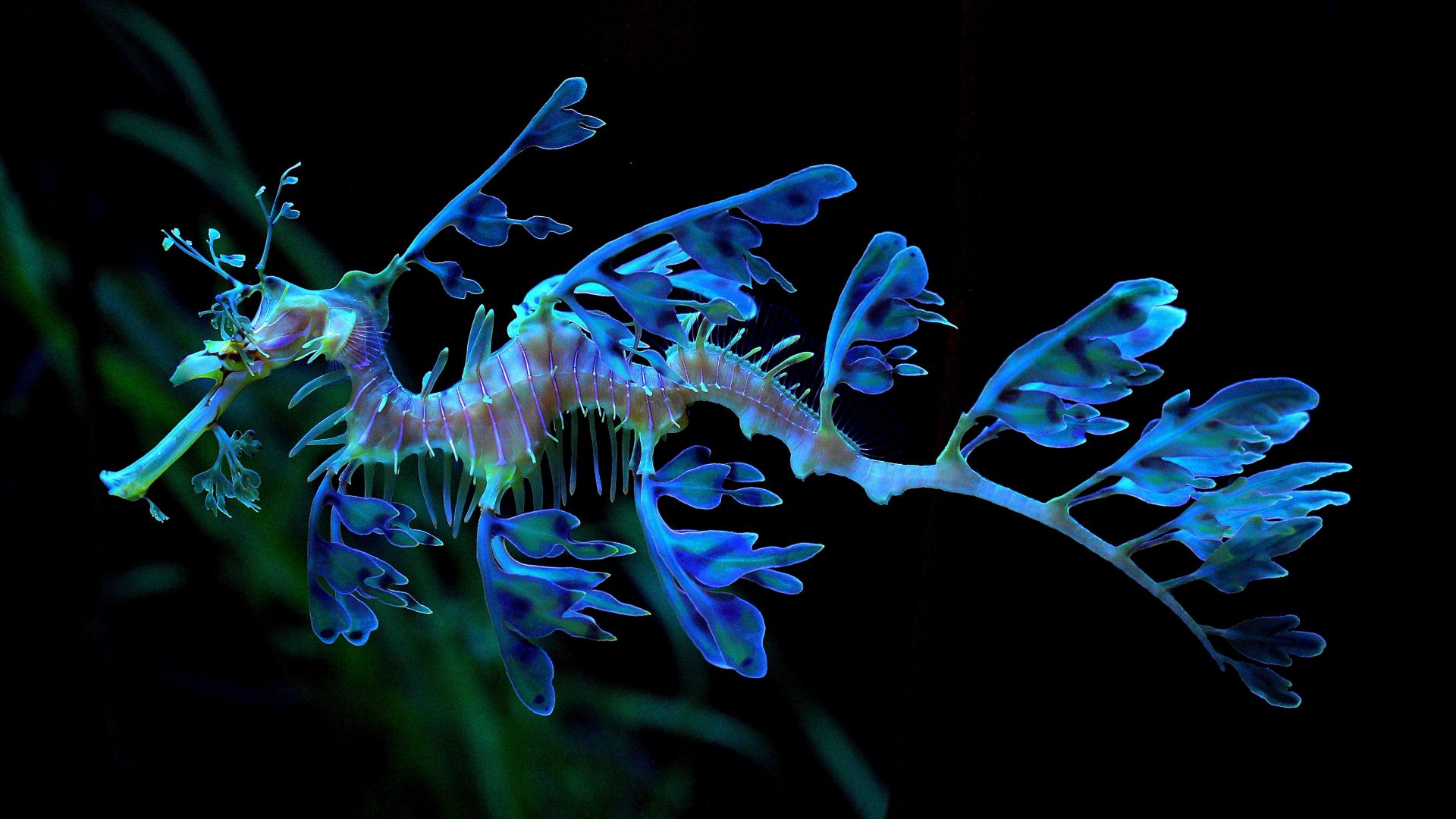 Wallpaper Leafy seadragon, water animal, blue