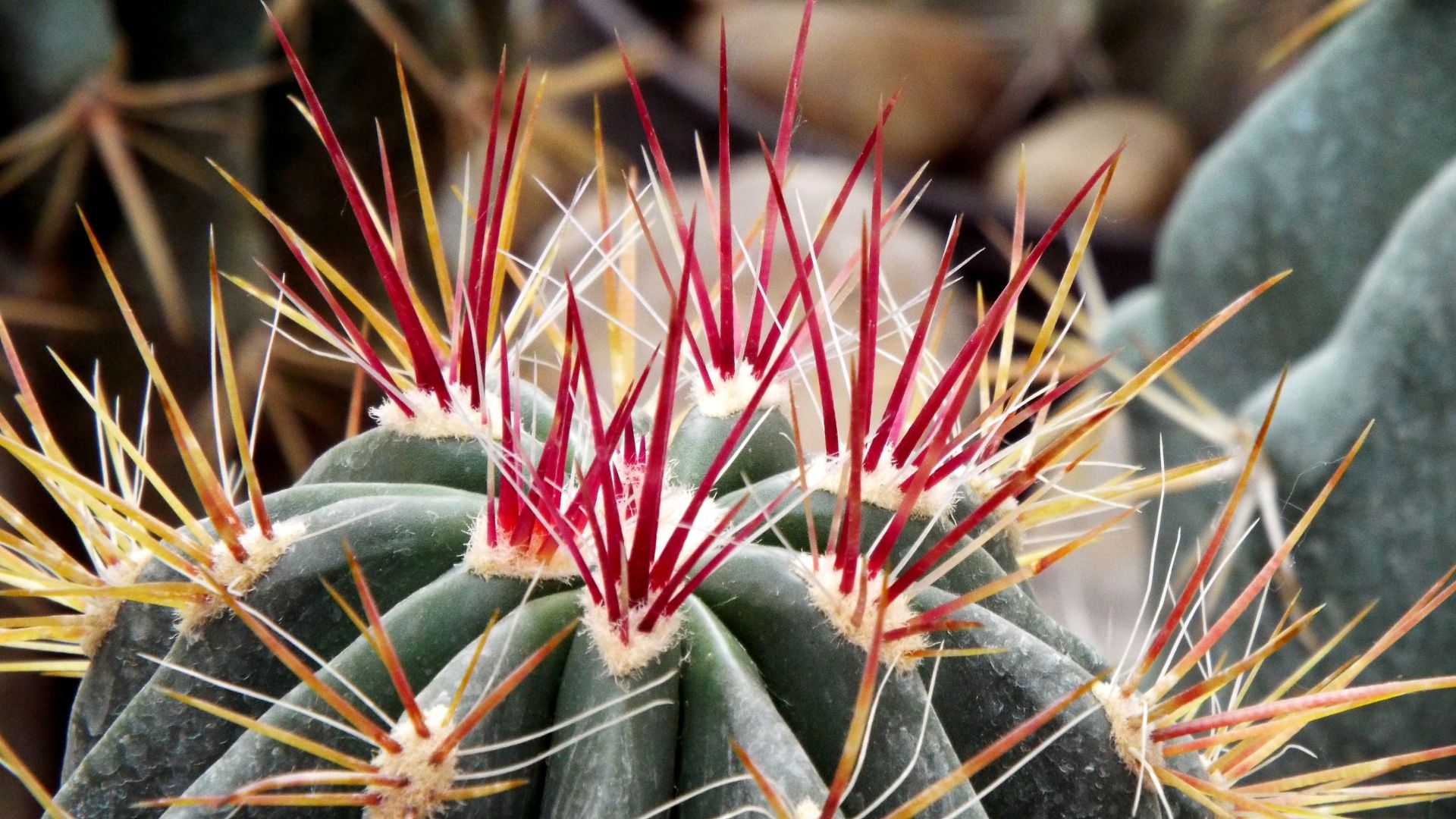 Wallpaper Cactus flower thorns close up
