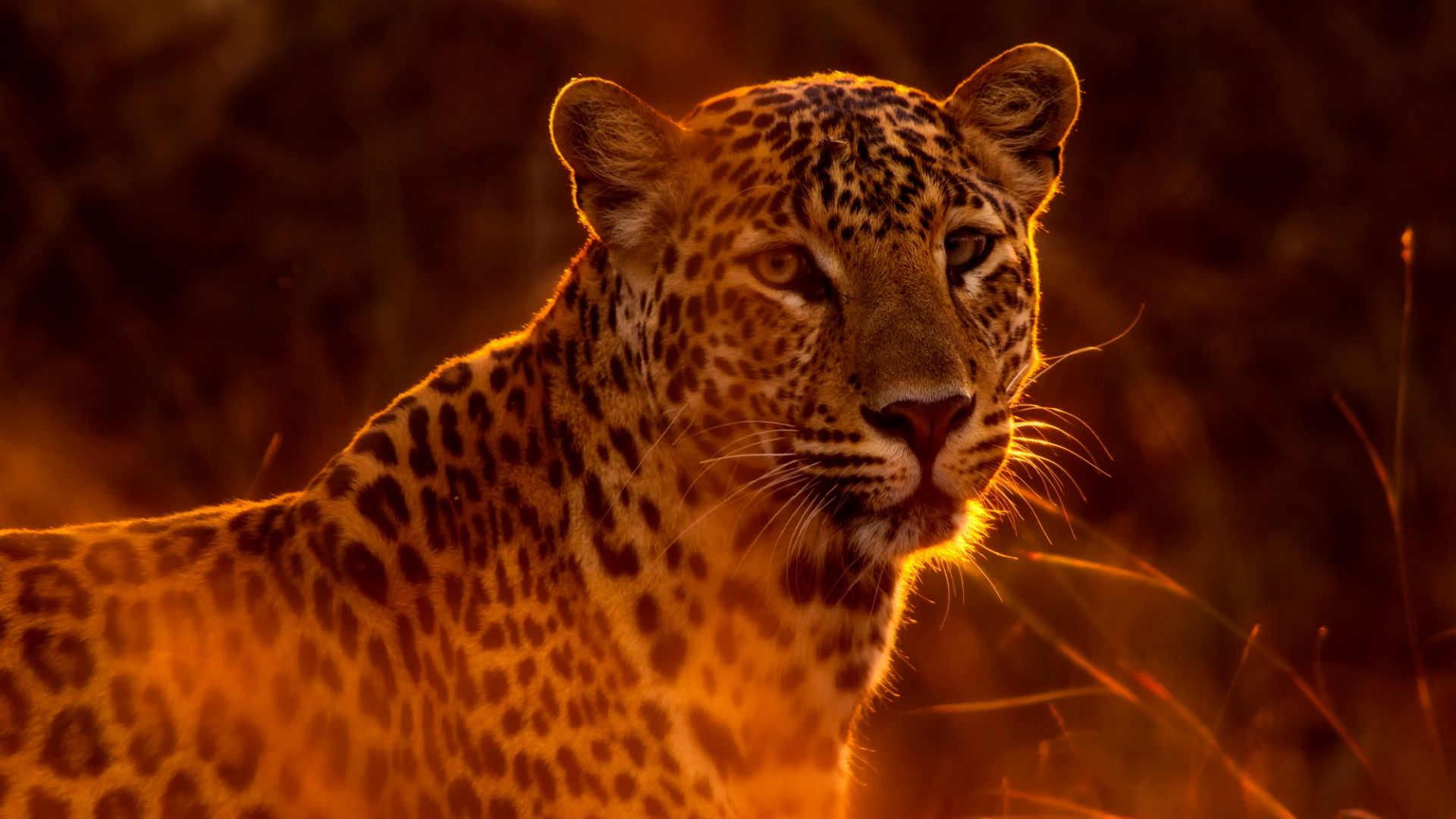 Wallpaper Leopard, predator, spotted animal