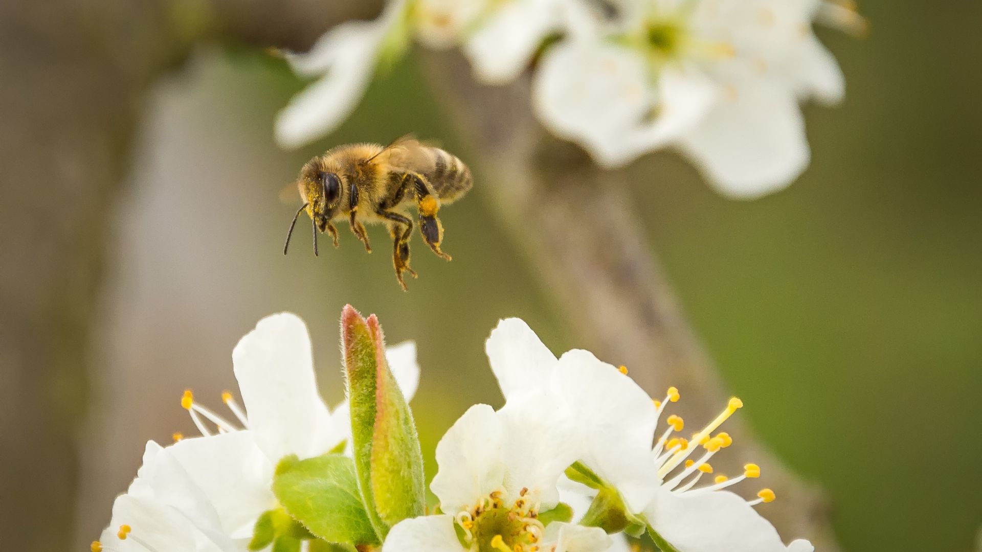 Wallpaper Honey bee, pollination, flowers