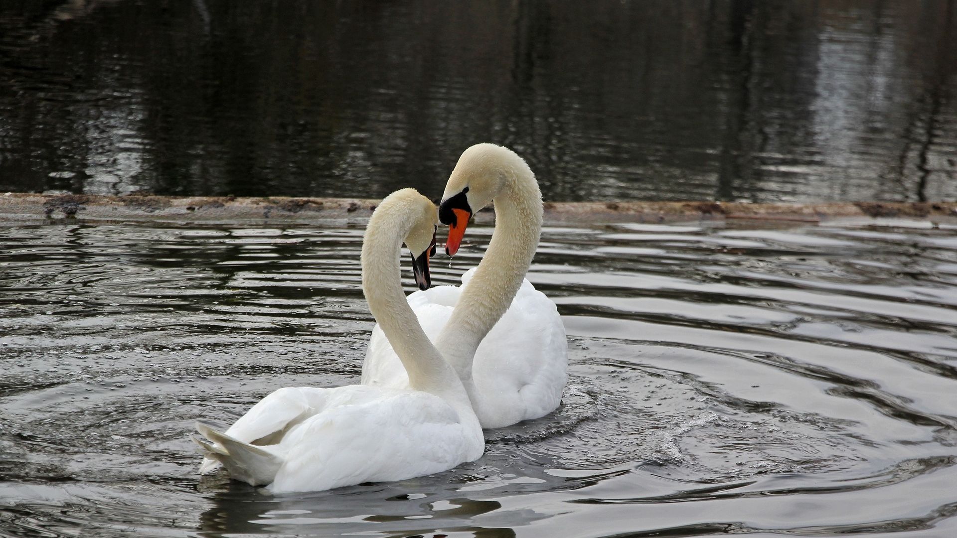 Wallpaper Swan couple, white birds