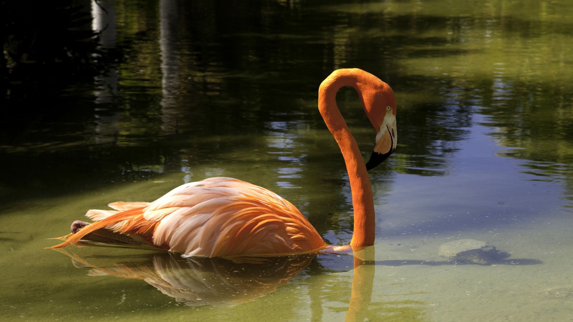 Wallpaper Flamingo, swimming, pink bird