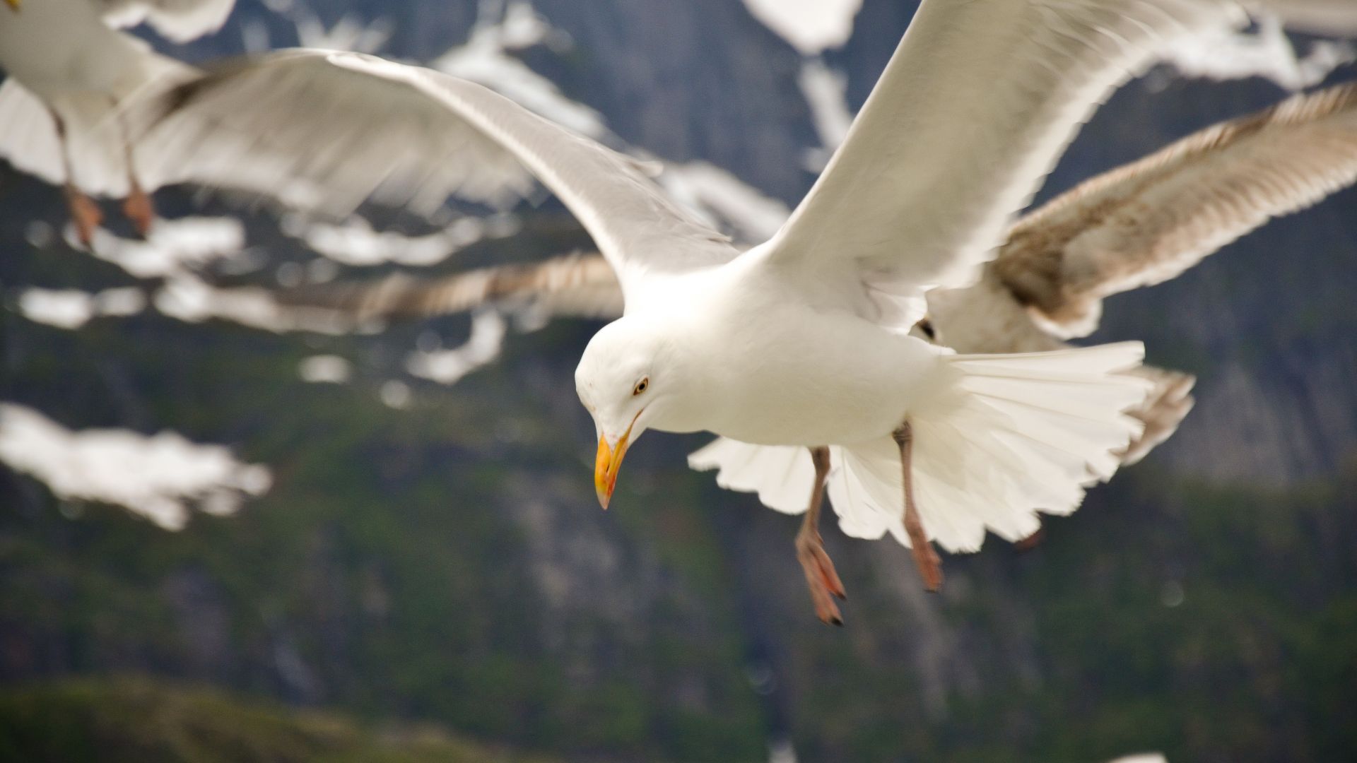Wallpaper Seagulls, fly, white birds