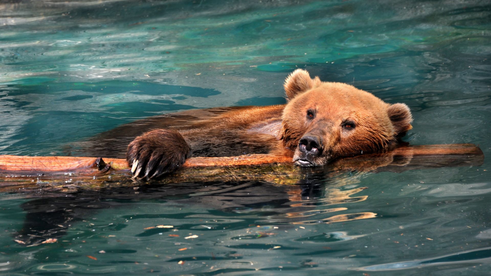 Wallpaper Bear, predator, swim, summer