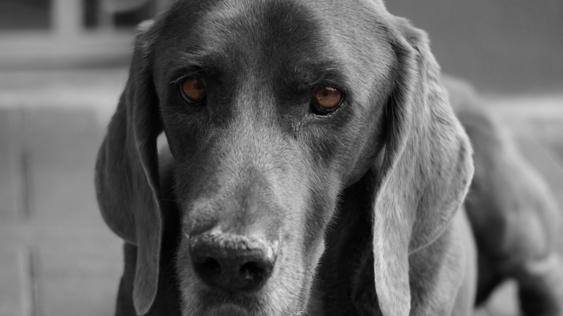 Wallpaper Weimaraner dog muzzle, black dog