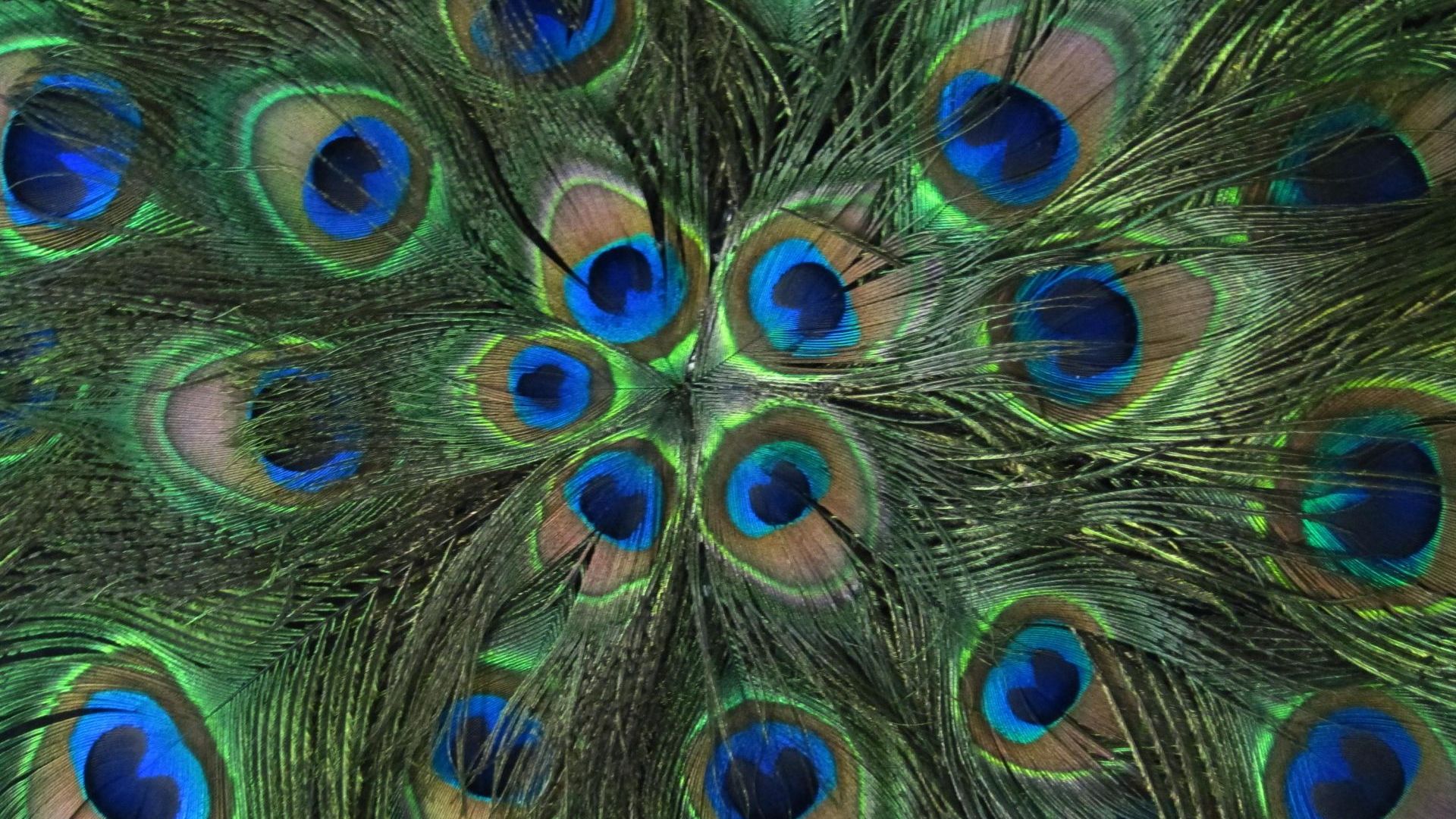 Desktop Wallpaper Colorful Feathers, Peacock Feathers, Hd Image, Picture,  Background, Zbscl7