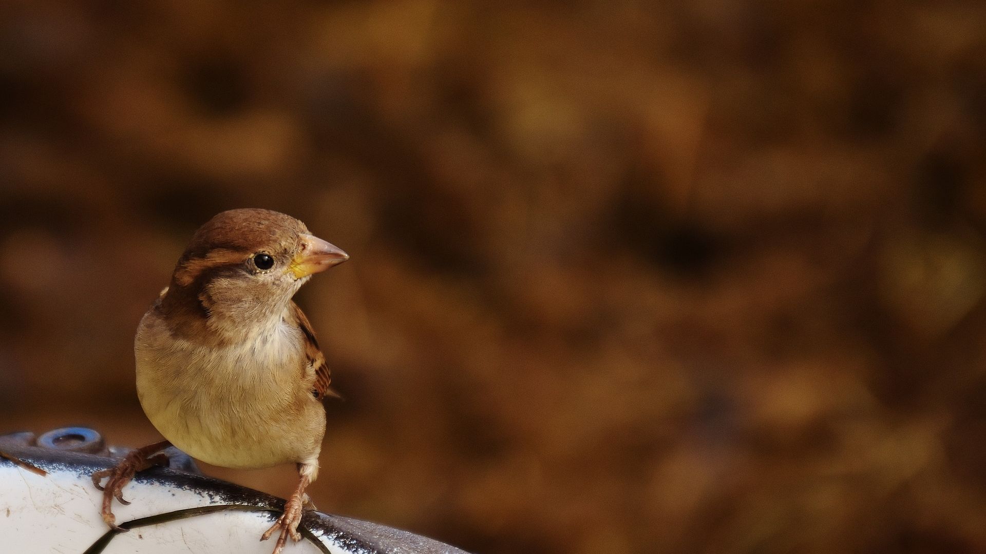 Wallpaper Cute sparrow, bird, small bird, blur