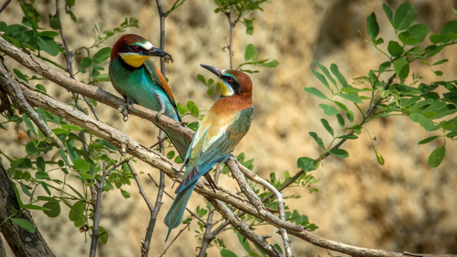 Wallpaper European bee-eater birds, sitting, tree branch