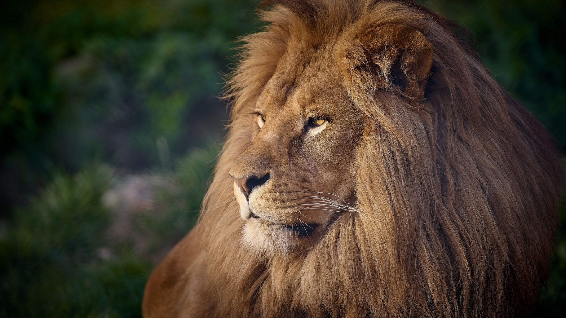 Wallpaper Lion, furry animal, predator