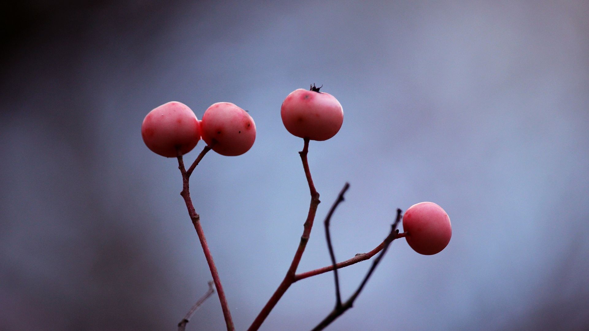 Wallpaper Berry fruits, tree branch, close up