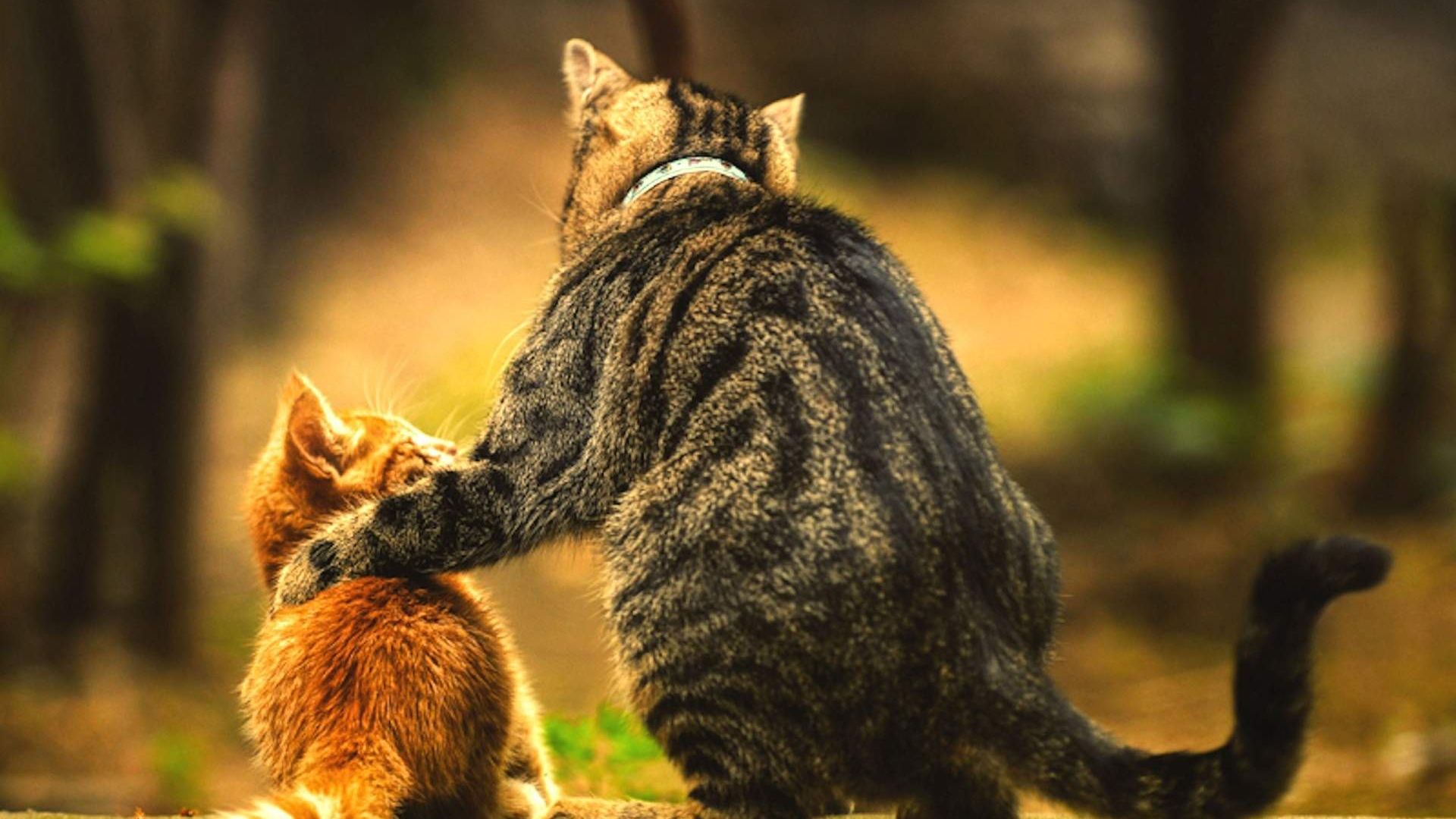 Wallpaper Mom cat and baby cat