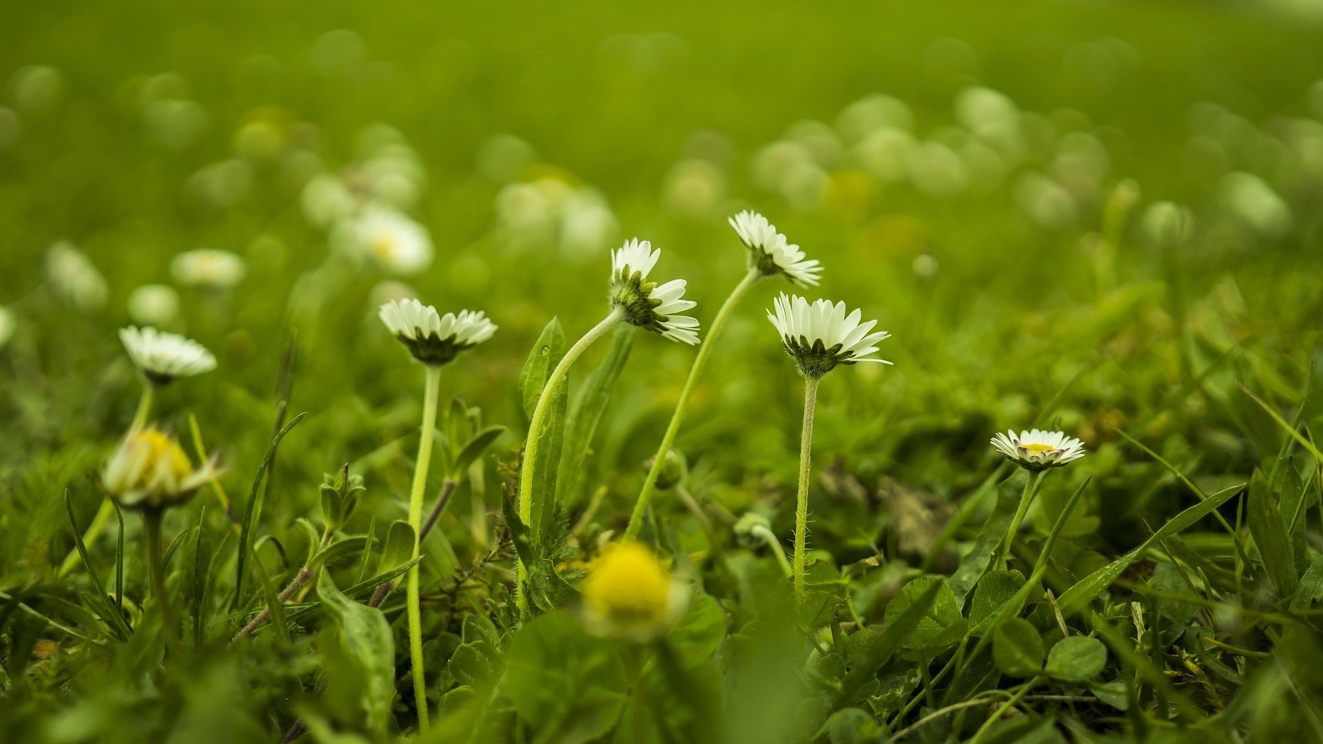Wallpaper Daisy flower, blur, meadow, plants