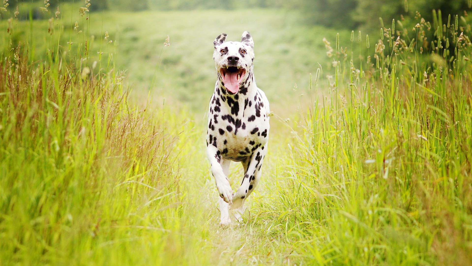 Wallpaper Dalmatian dog, running, landscape