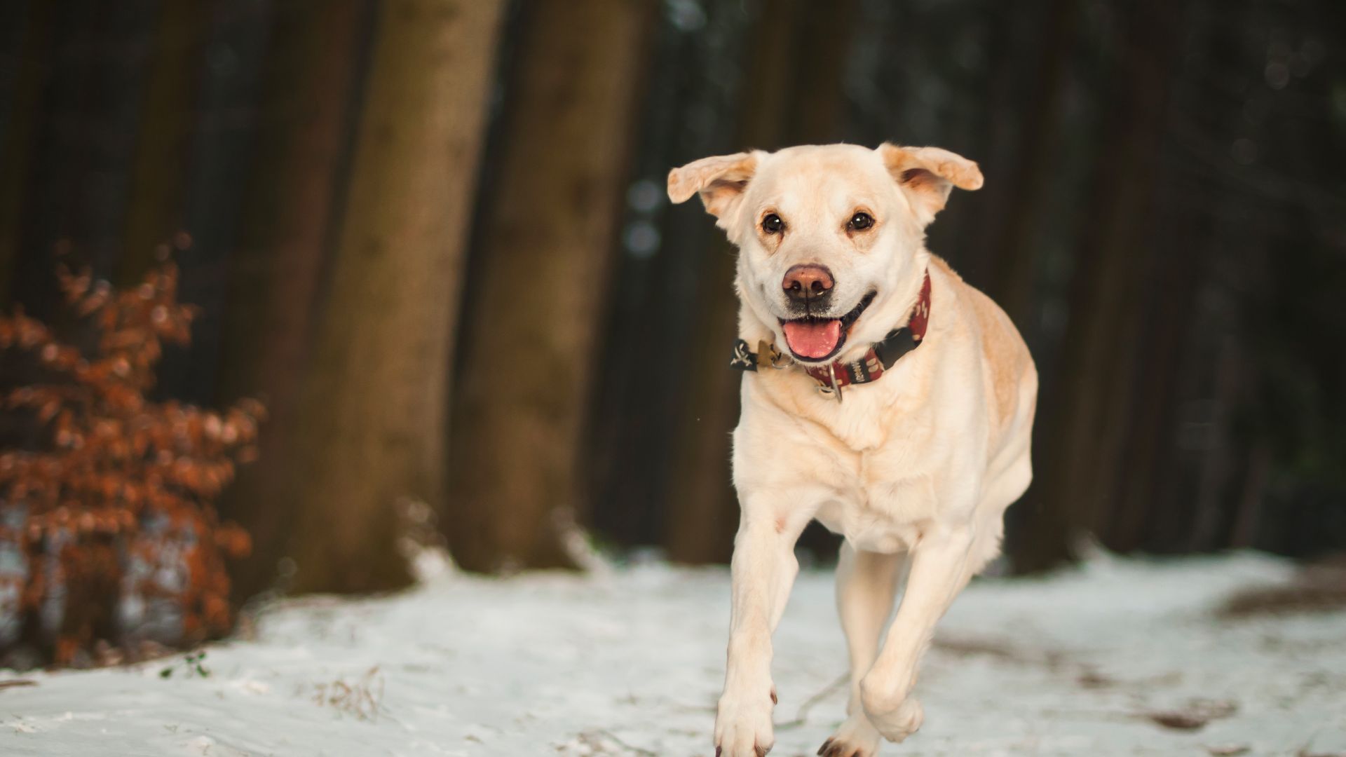 Wallpaper Labrador Retriever dog