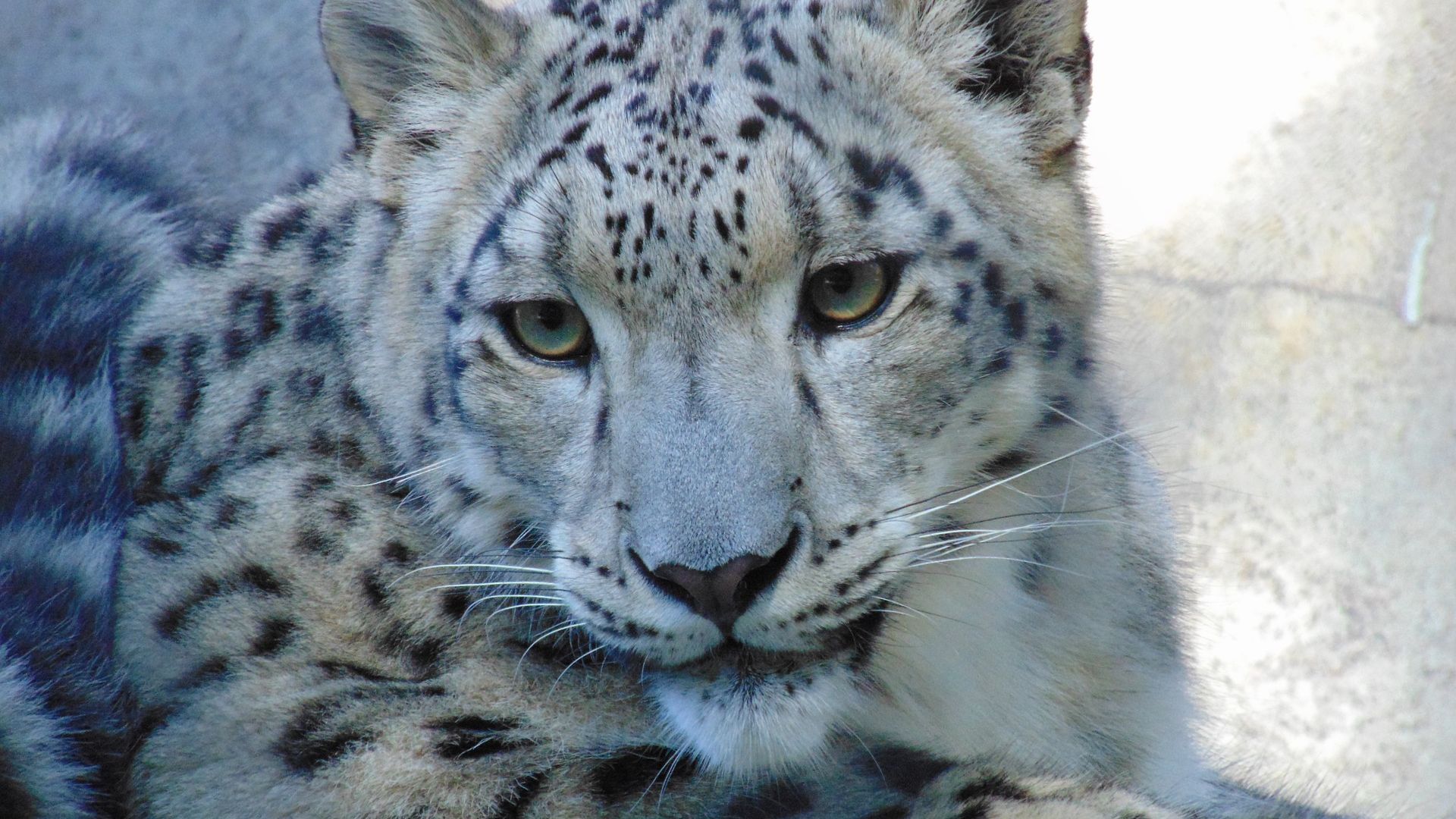 Wallpaper Leopard, relaxing, predator, wild cat