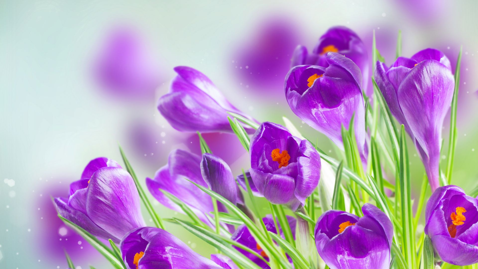 Wallpaper Crocus, purple flowers, spring