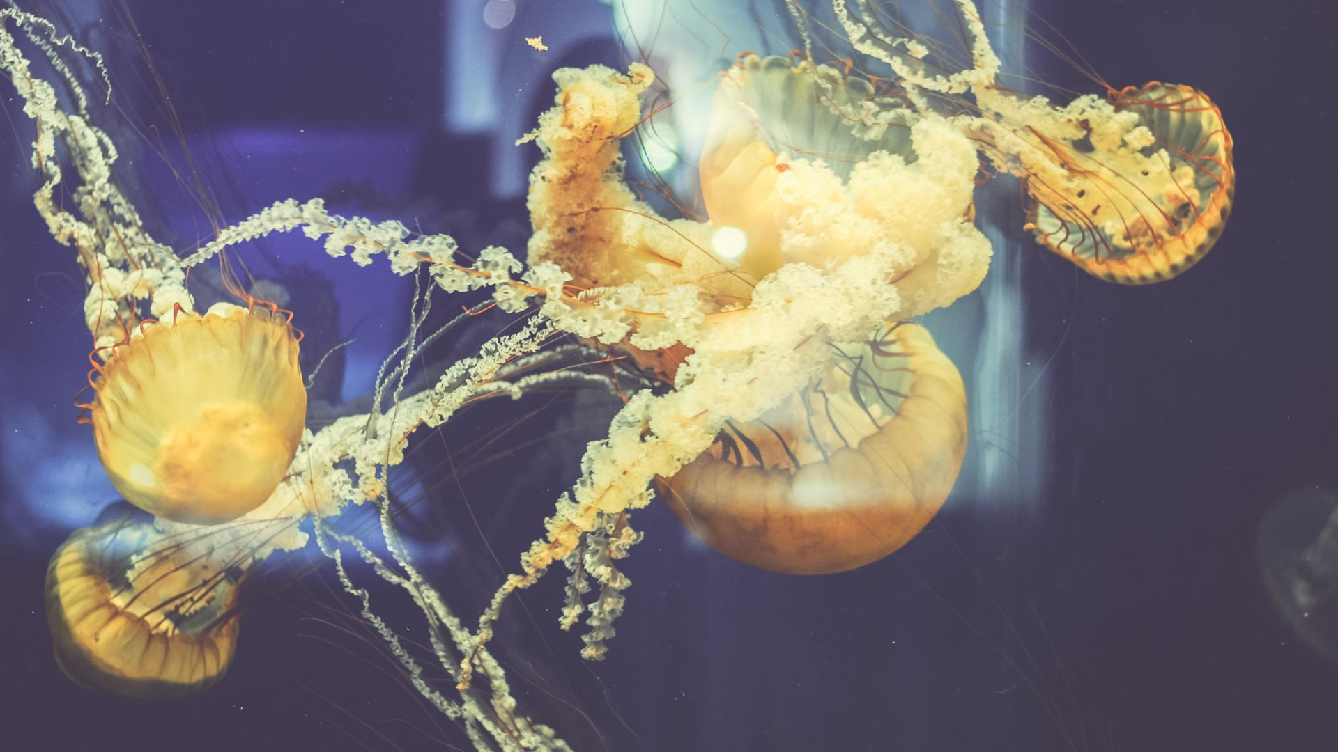 Wallpaper Underwater, yellow jellyfish, fish