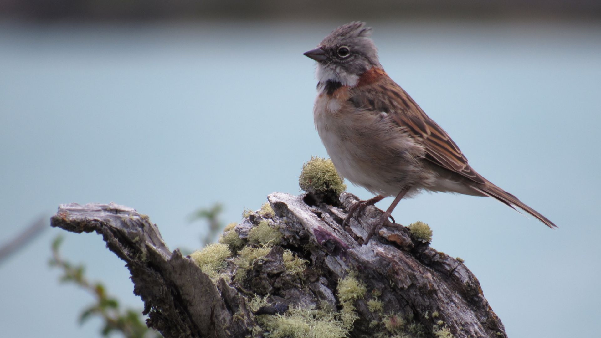 Wallpaper Sparrow bird, sitting, small bird