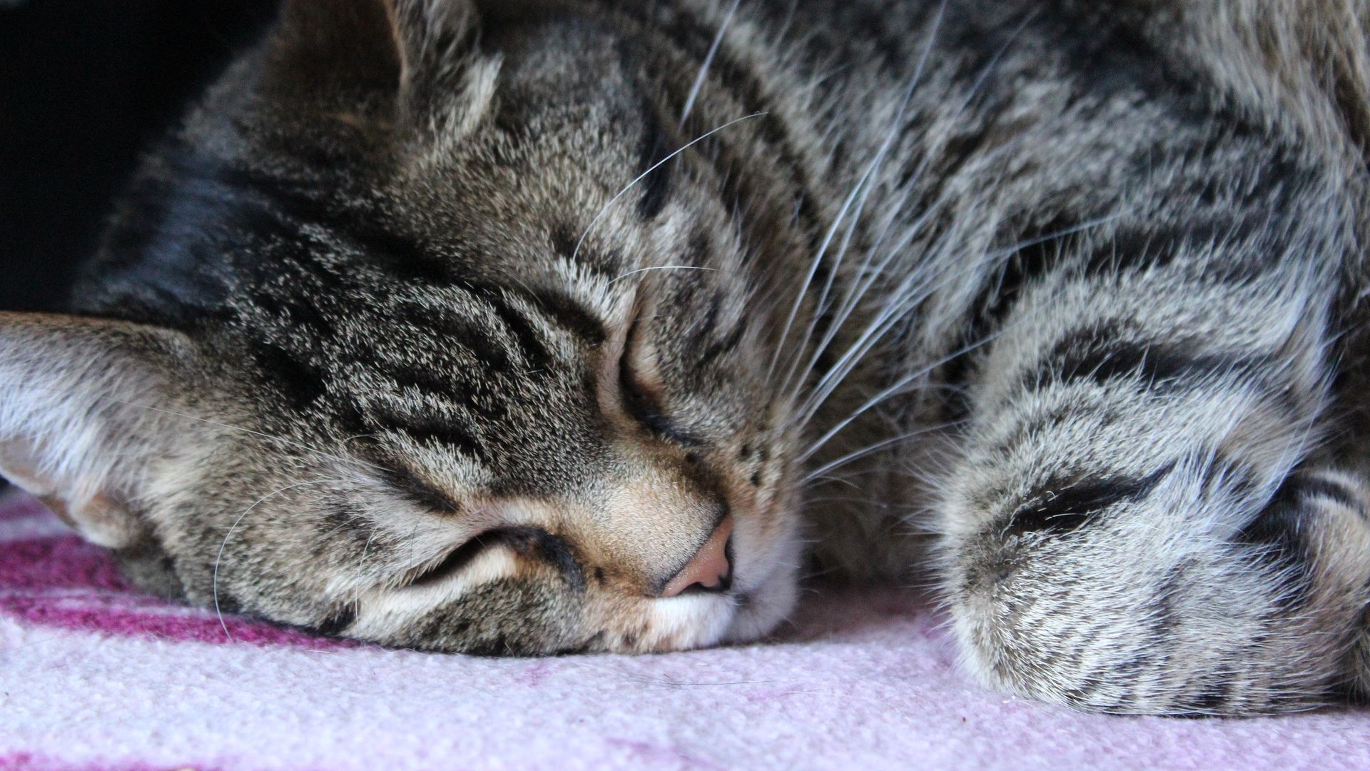 Wallpaper Muzzle, cat, sleeping, animal