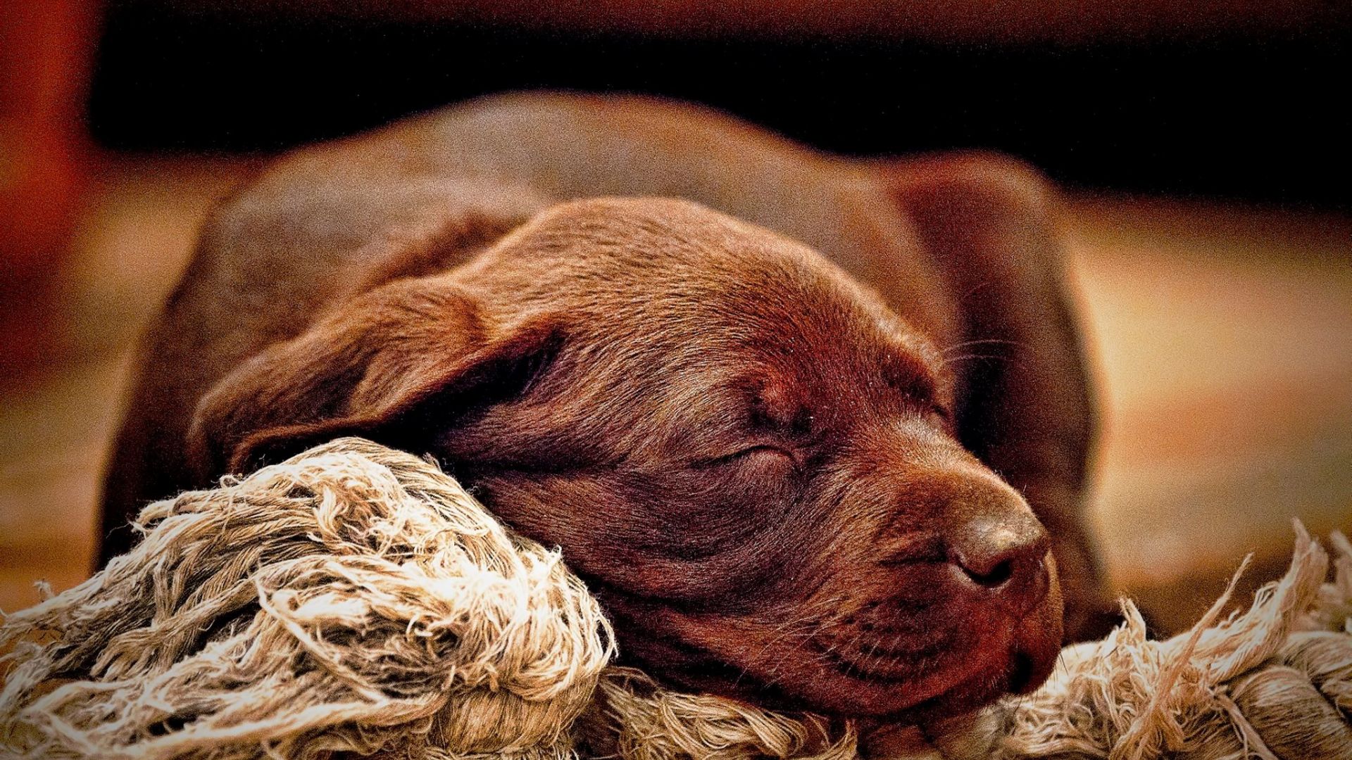 Wallpaper Cute puppy, sleep, dog, animal