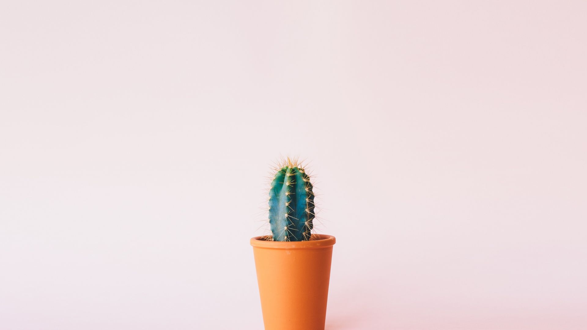 Wallpaper Cactus plant minimalism 