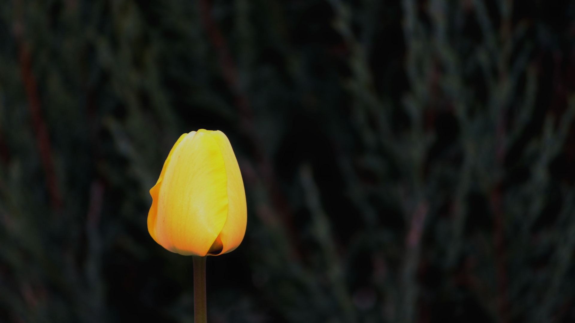 Wallpaper Yellow tulip bud, blossom, bud