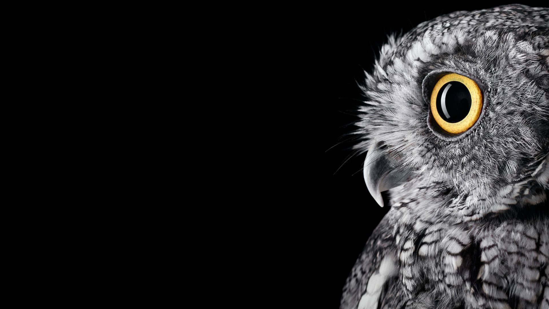 Wallpaper Owl, muzzle, eyes, predator, 4k, 5k