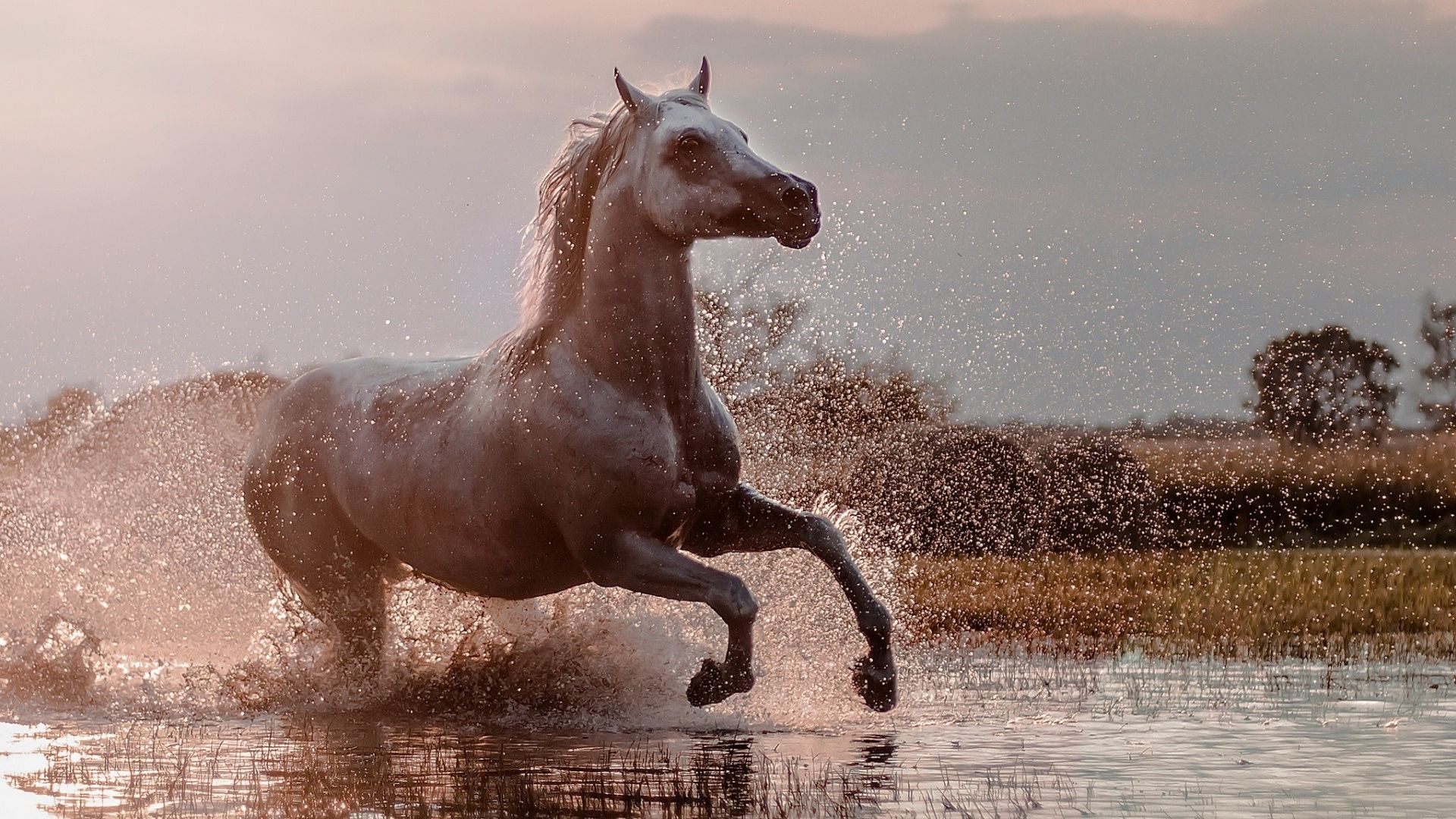 Wallpaper Horse, run, water splashes, animal