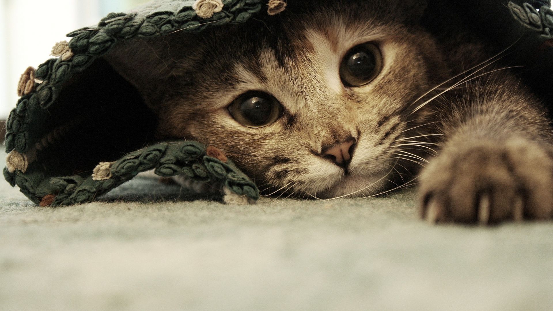 Wallpaper Kitty, kitten, cat eyes, cute