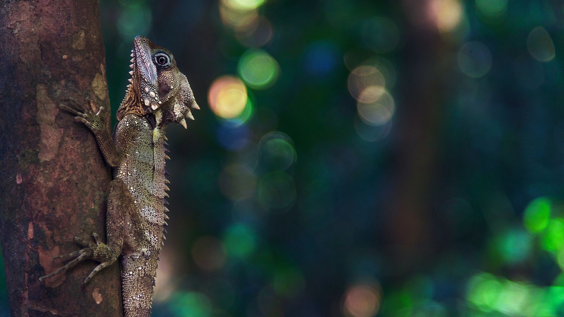 Wallpaper Lizard, tree trunk, bokeh, reptile