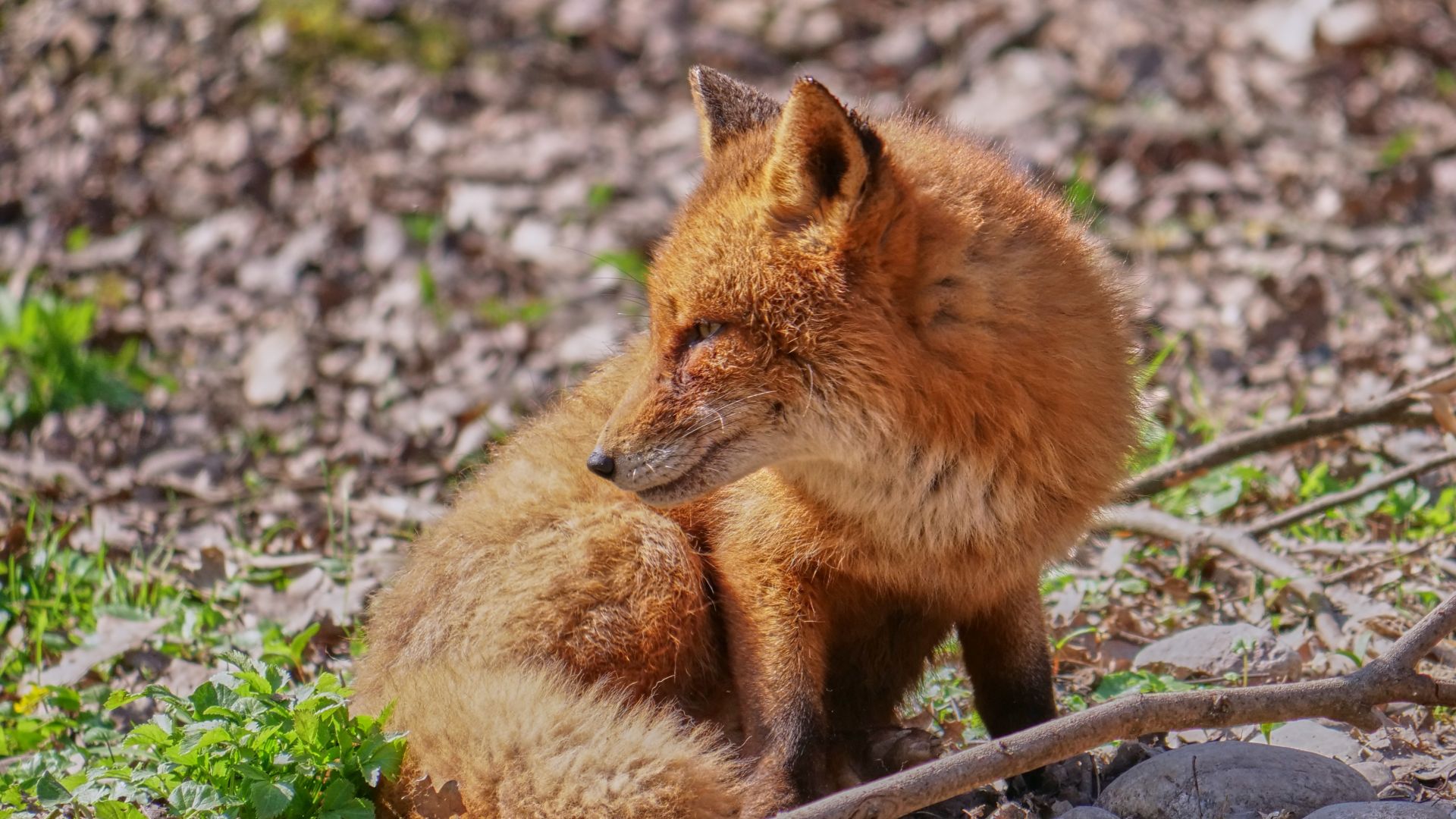 Wallpaper Red fox, sitting, forest