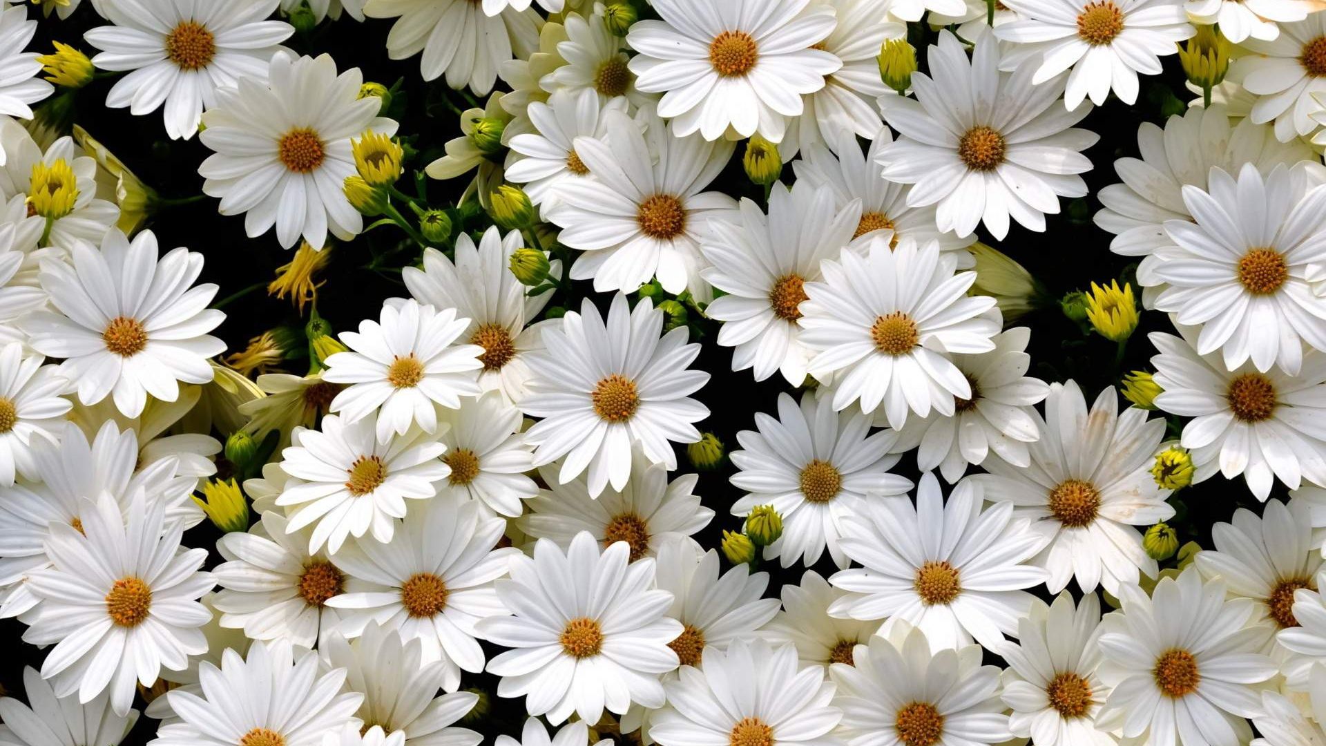 Wallpaper Gerbera white daisy flowers
