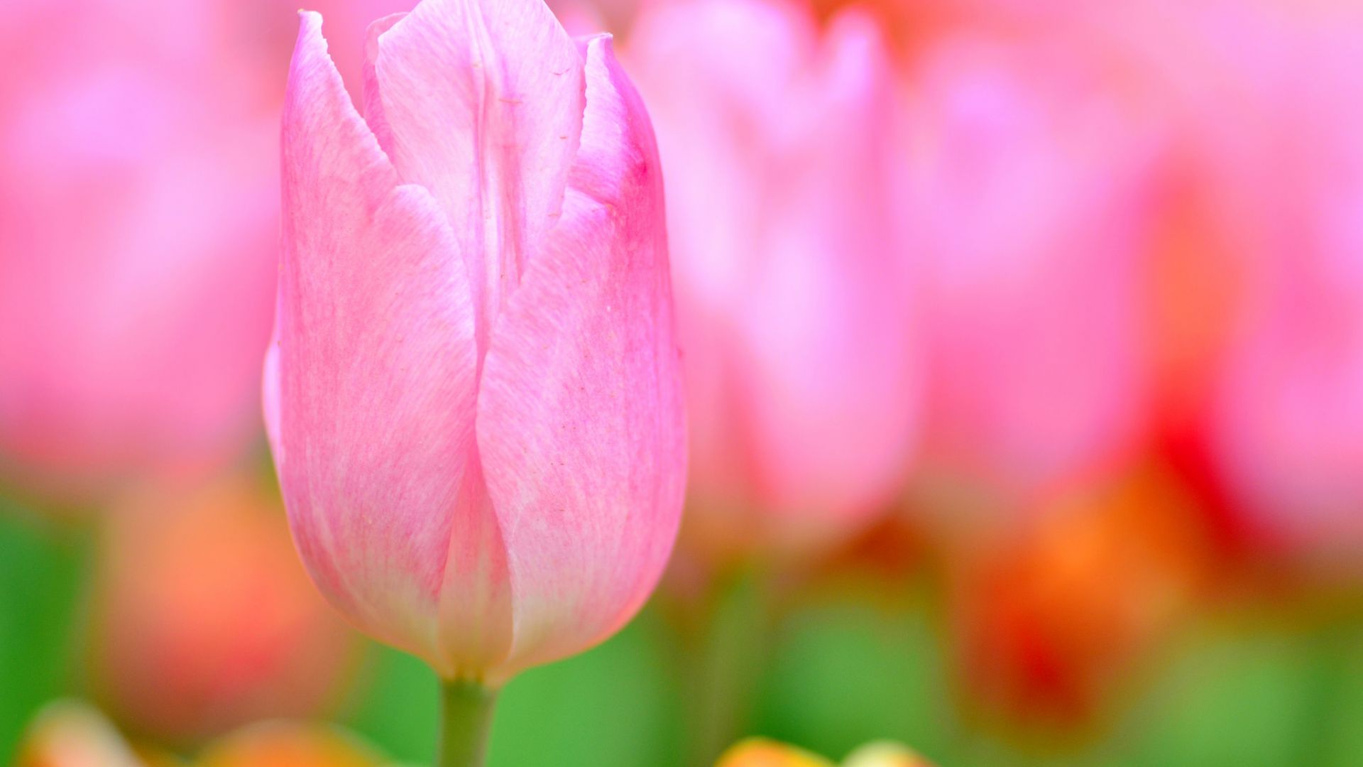 Wallpaper Lovely pink tulip flower, close up