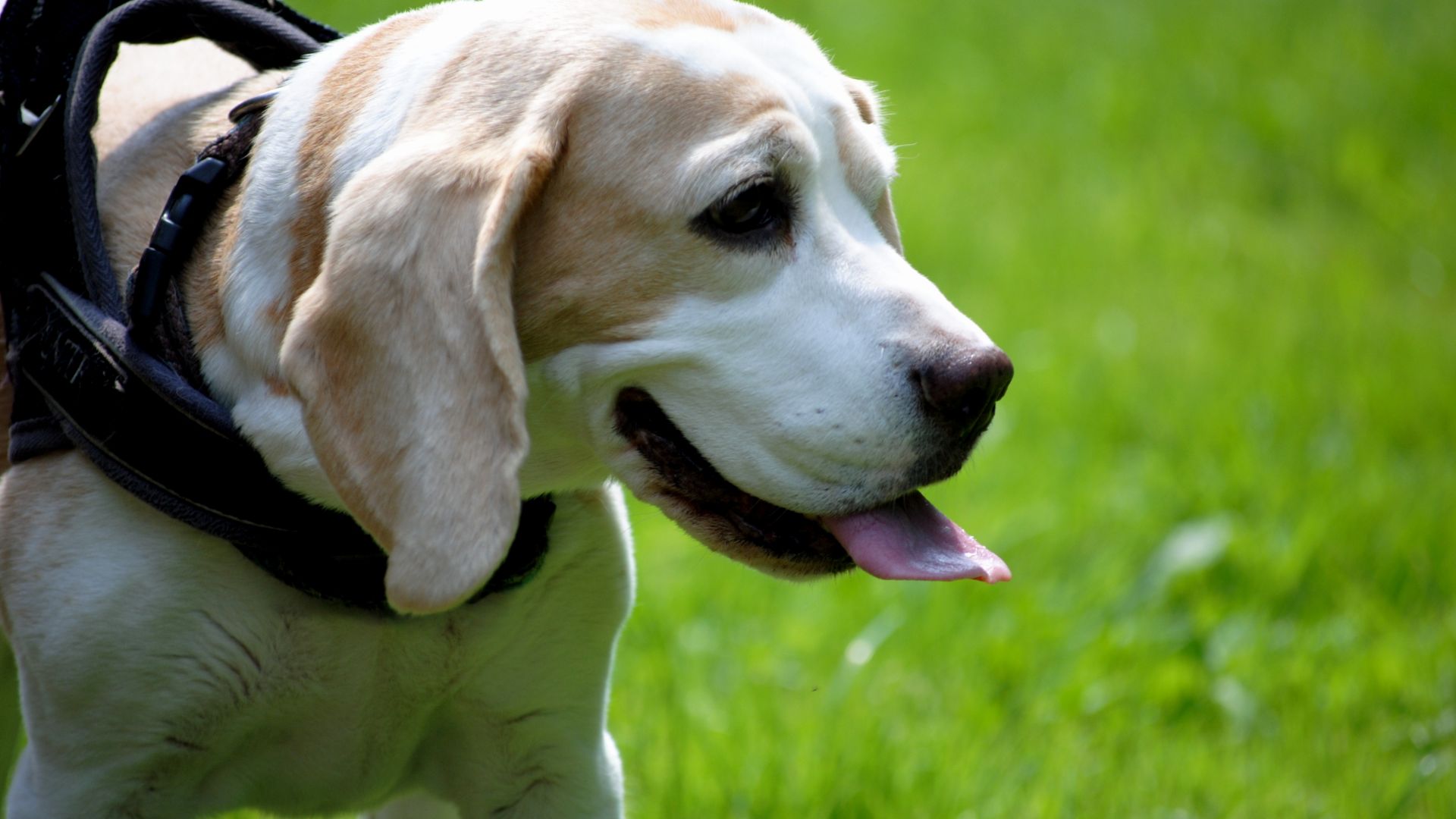 Wallpaper Labrador Retriever, muzzle, dog, animal, play