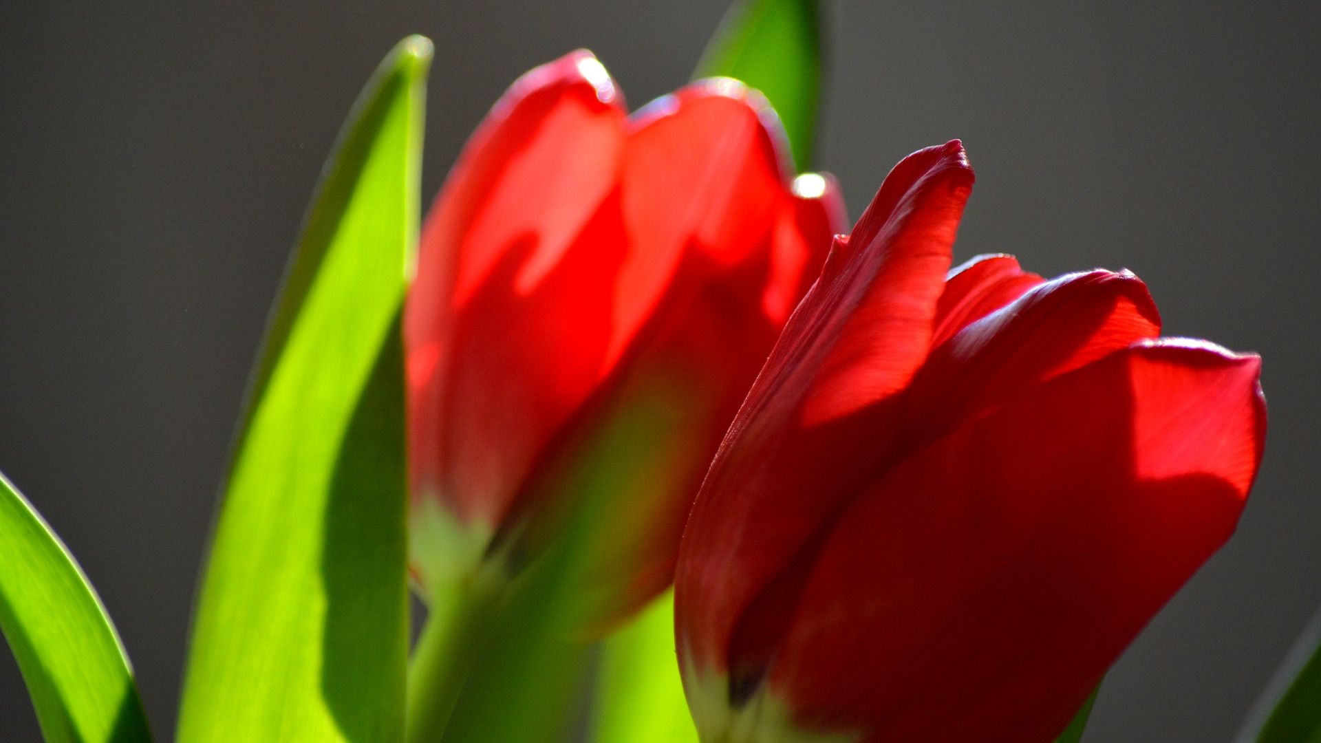 Wallpaper Tulips, red flowers, bud
