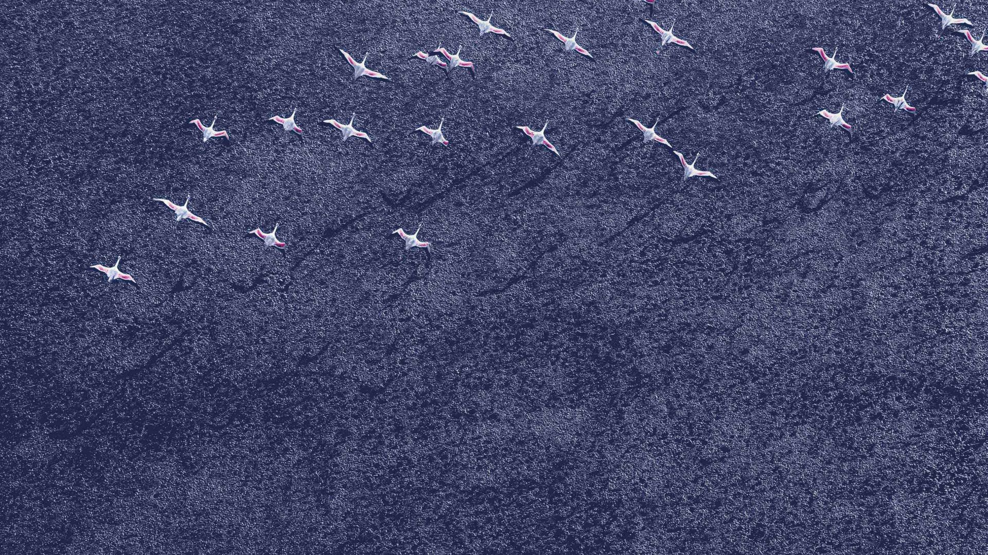 Wallpaper White birds flying in sky