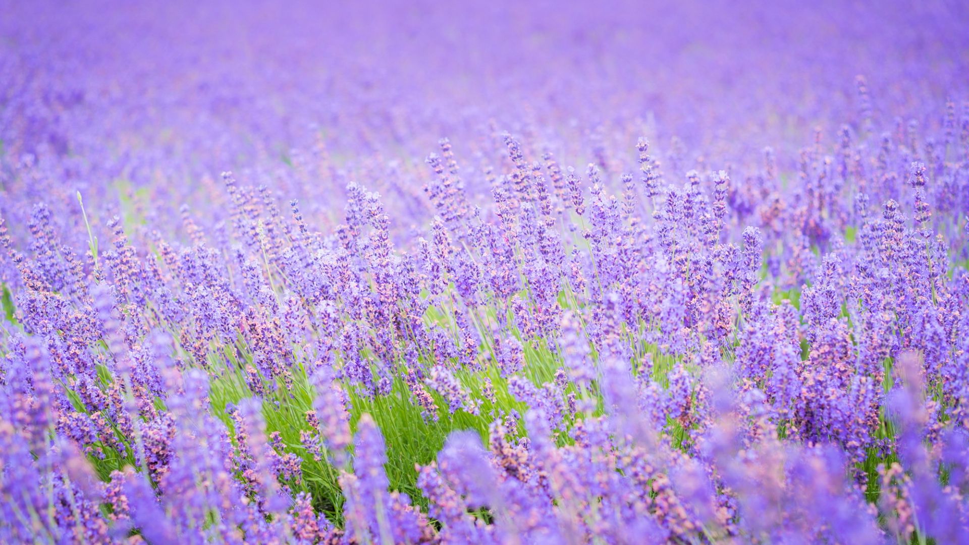 Desktop Wallpaper Lavender Flowers, Purple Flower Field, Hd Image, Picture,  Background, Zofihh