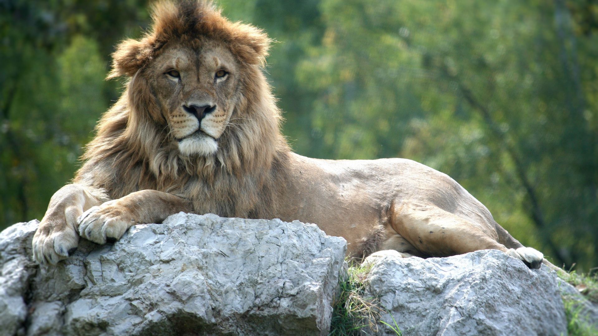 Wallpaper Lion, king of jungle