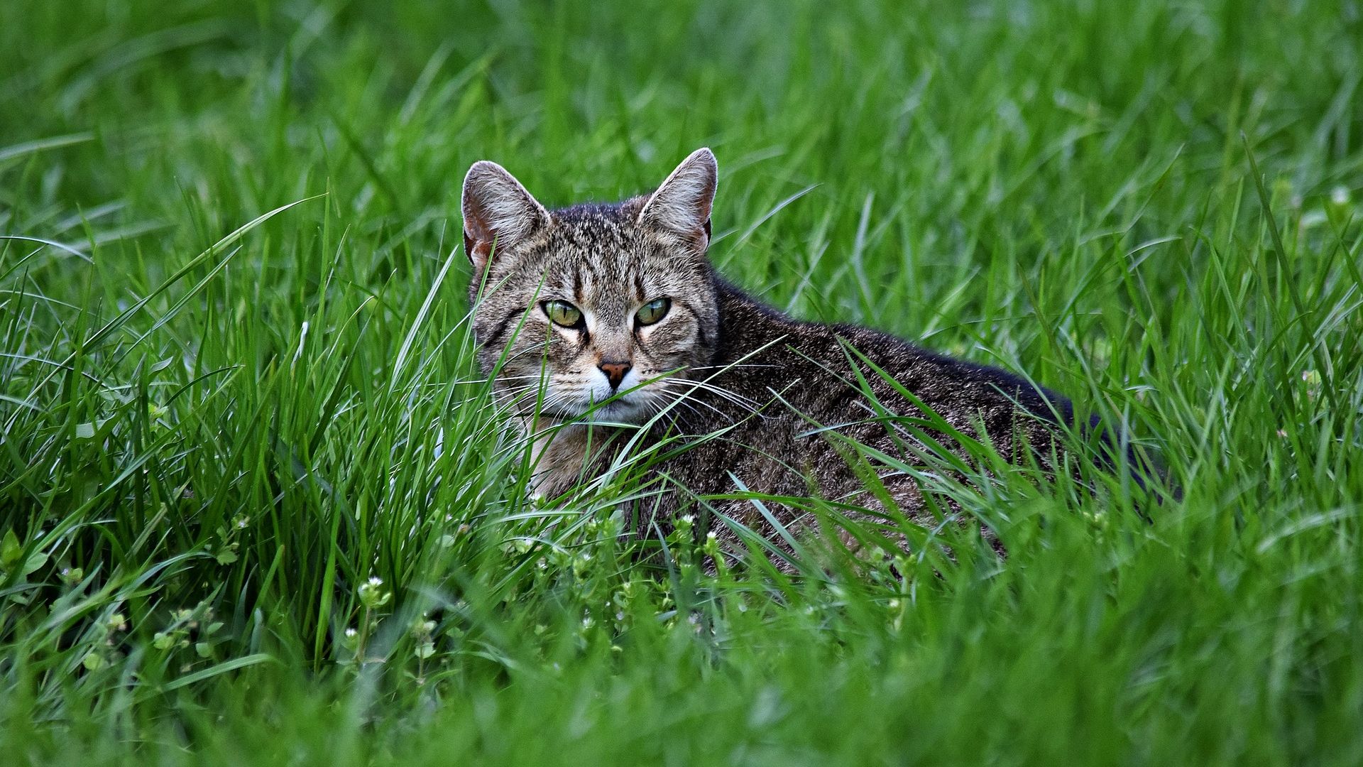 Wallpaper Cat in grass field, sitting, grass, pet animal
