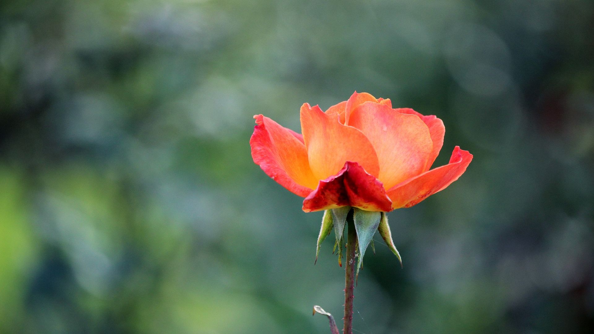 Wallpaper Orange rose flower, blur