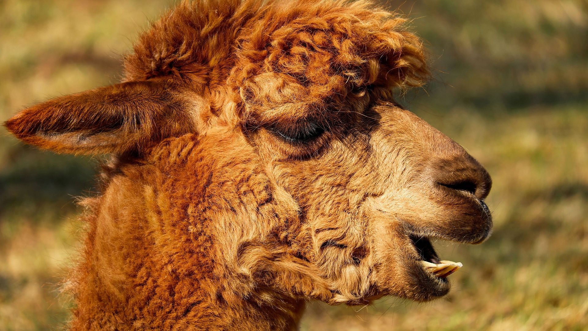 Wallpaper Alpaca, animal, muzzle, yawn