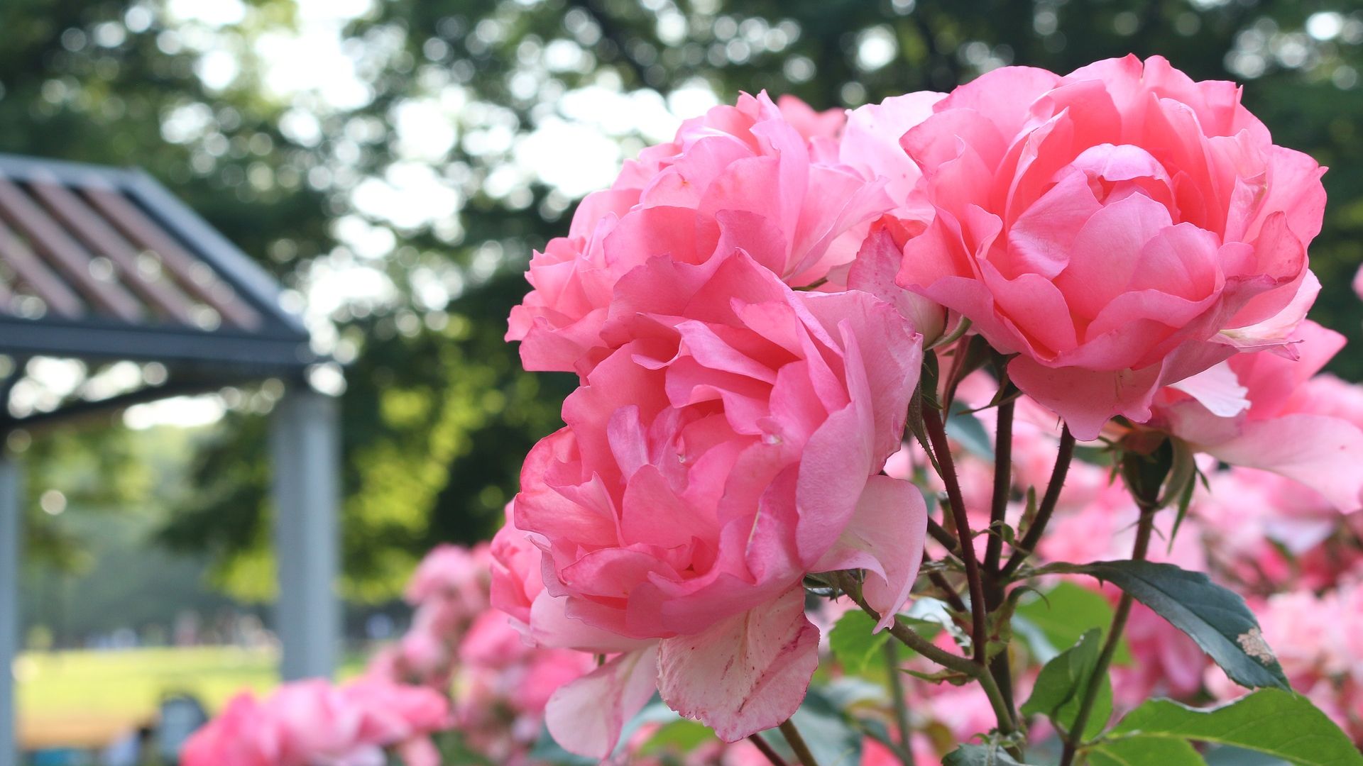 Desktop Wallpaper Rose Flowers Of Park, Hd Image, Picture, Background, Zqgc  I