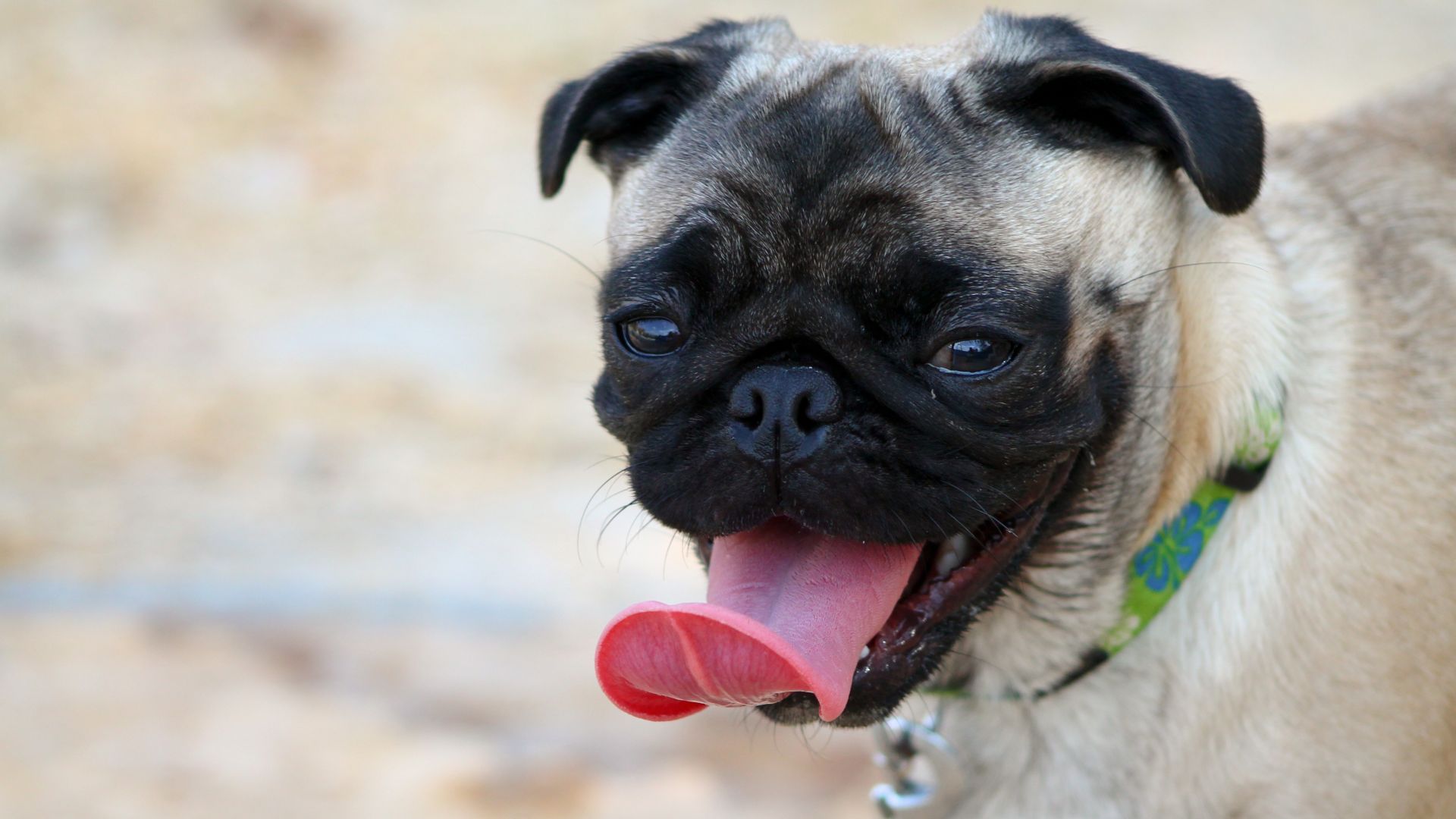 Wallpaper Pug, dog, tongue