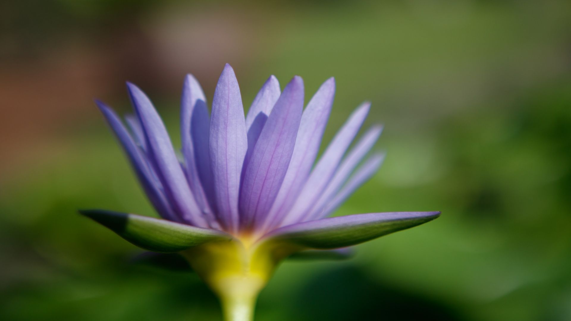 Wallpaper Water lily, purple flower, blur
