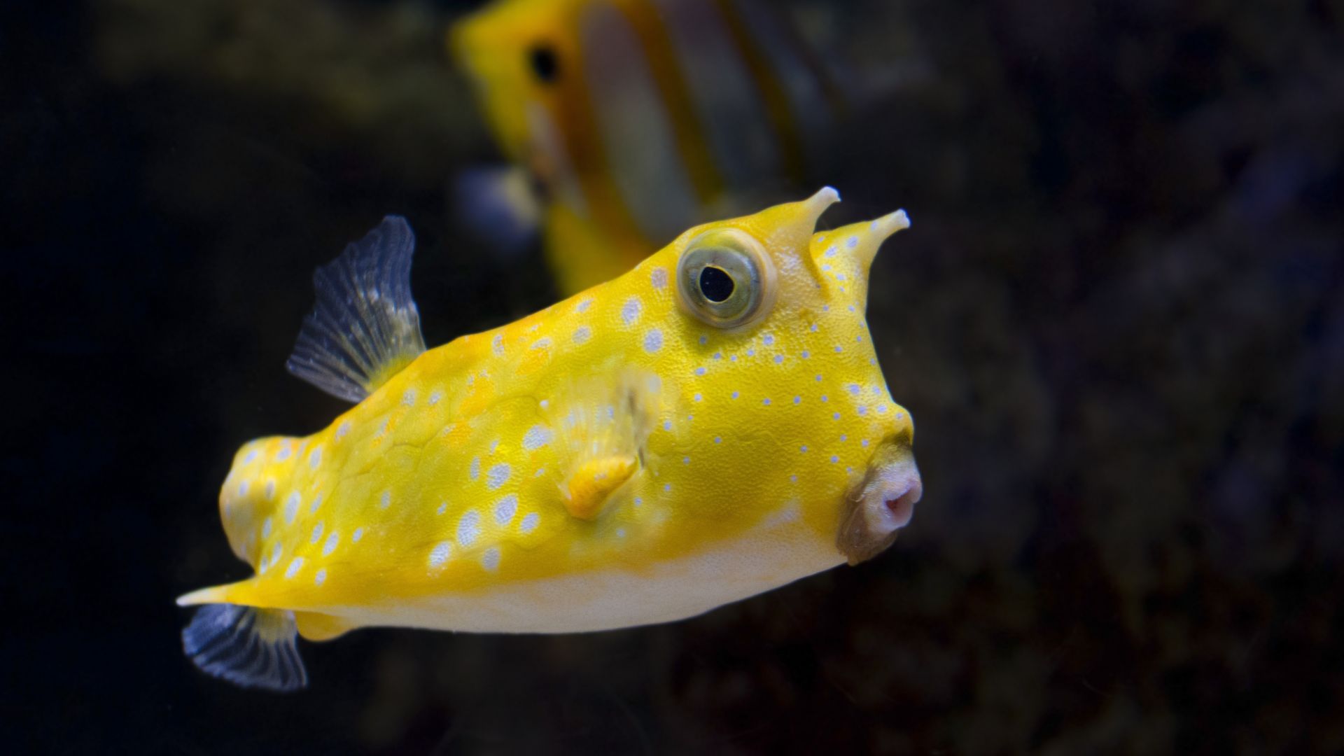 Wallpaper Yellow fish