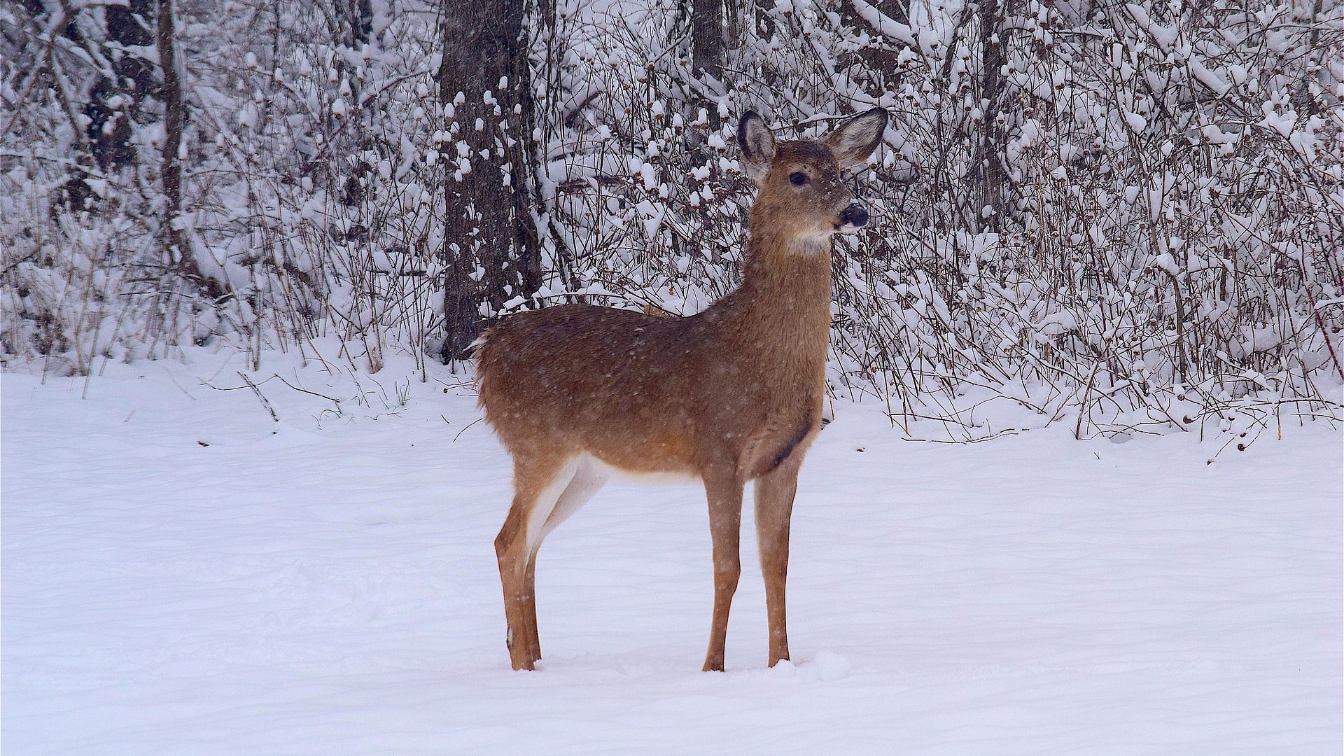 Wallpaper Deer, wild animal, winter