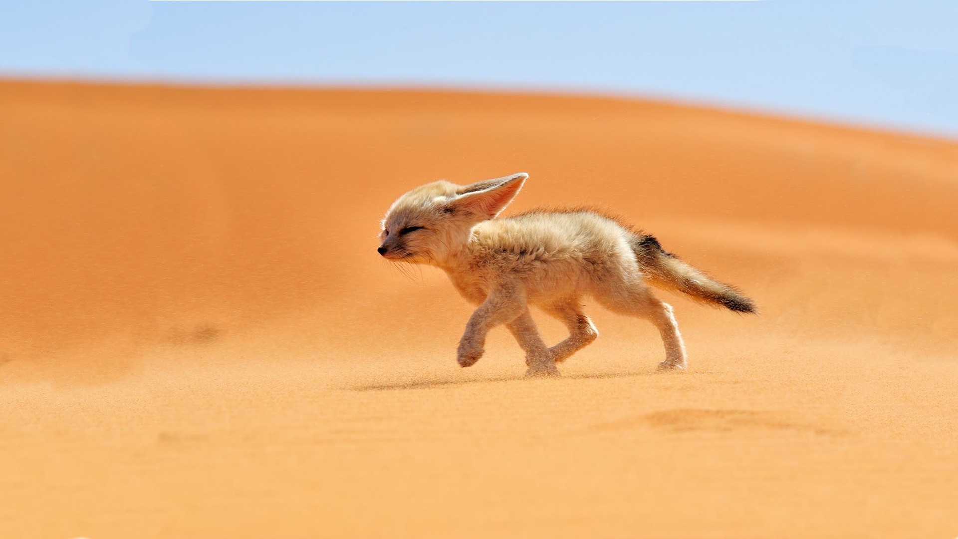 Wallpaper Cute little fox running in the desert