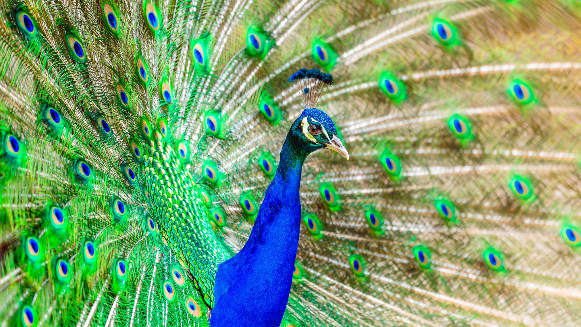 Wallpaper Colorful bird, peacock, bird, dance