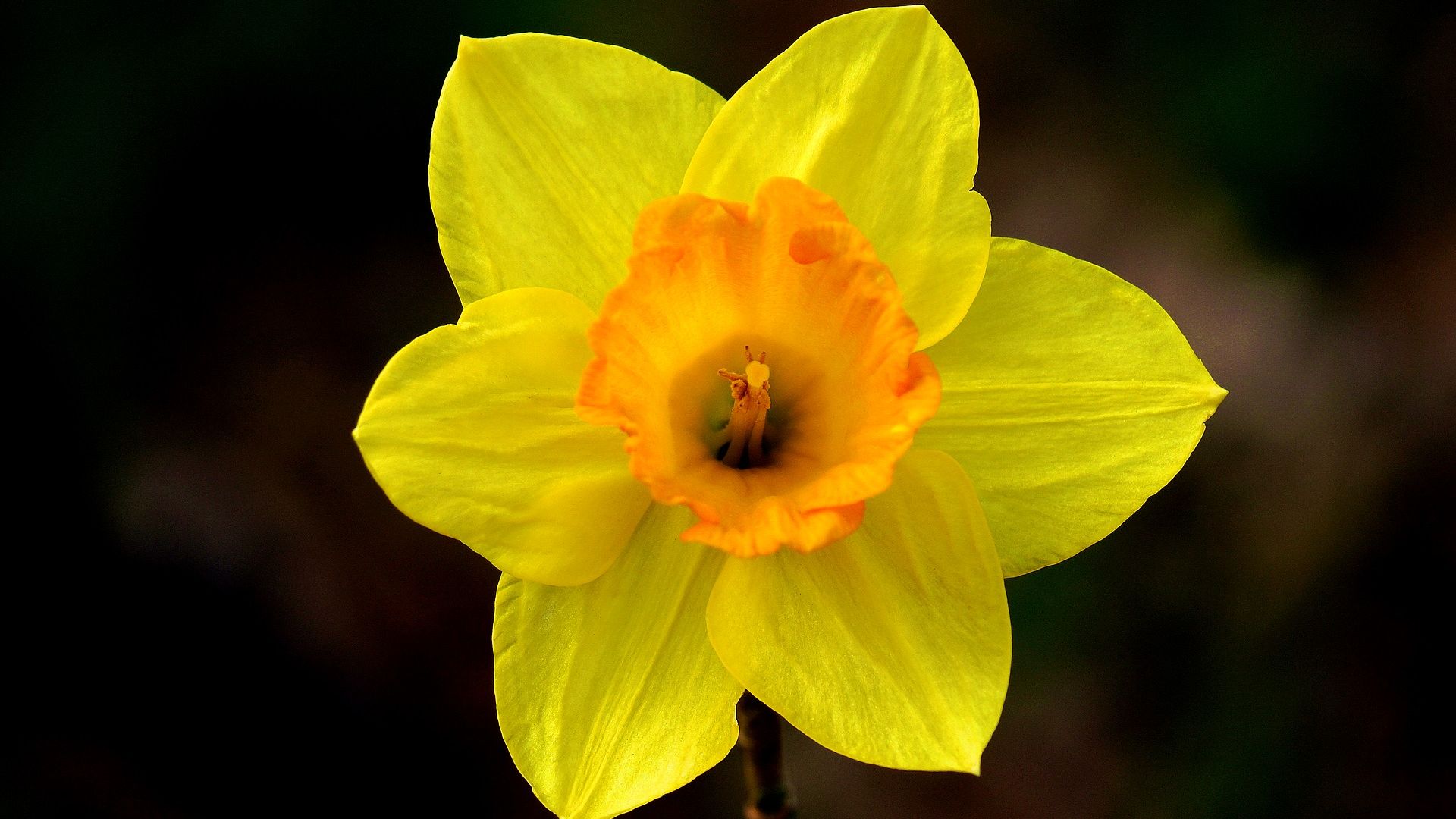 Wallpaper Daffodil flower, yellow, close up